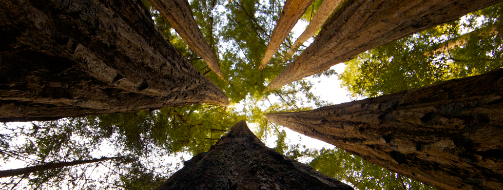 Old Growth Redwoods